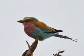 鸟儿也凶猛，非洲野外遇到一种美丽的小鸟，却是残忍的肢解狂魔图片