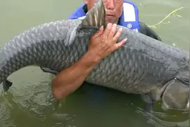 长江最大的鱼重1000公斤，黄河中最大的鱼有多大，能长到300斤？图片