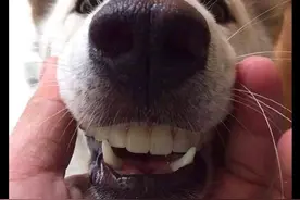 狗狗把奶奶的假牙戴上了，看上去毫无违和感，狗：比我狗牙好用图片