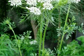 野胡萝卜有什么利用价值？图片