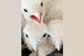 红隼宝宝的历险记图片