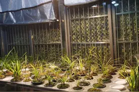 LED植物补光灯与激光植物补光灯，哪种效果好？图片