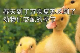 春天到了，万物复苏，大草原又到了动物们交配的季节……图片