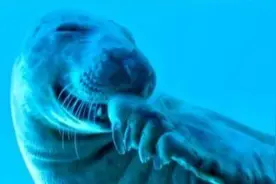 感知动物界的Emoji！超萌的表情包快来收藏图片