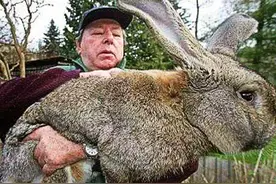 澳洲100亿野兔泛滥成灾，吃不完打不清，千公里的栅栏也拦不住图片