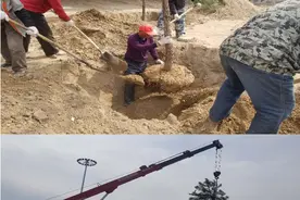 新世纪大桥互通立交绿化维护项目全面开工图片