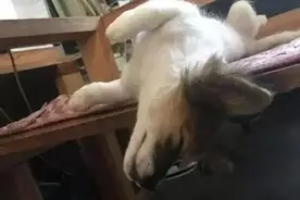 捡回一只流浪柯基，父亲一看却破口大骂：你脑子进水了？图片