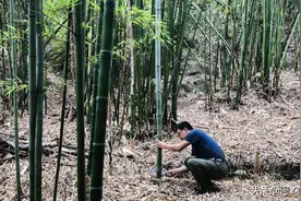 农村小伙竹林砍斑竹做茶具，为夏季饮茶做准备，这个夏天安逸了图片