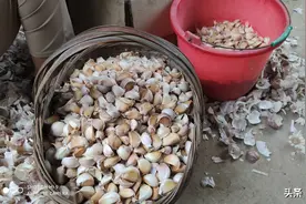 播种大蒜做好这四个步骤，彻底解决出苗慢，而且苗齐、苗壮图片