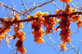 沙棘不止能做饮料，更是一味药！化痰、消食、活血，药食同源效佳图片