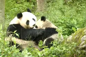 大熊猫妈妈教孩子吃竹子！网友：像听课一样认真图片