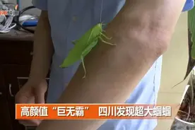 四川发现超大蝈蝈，体长8厘米图片