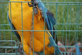 讲真！养个鹦鹉，犯法了图片