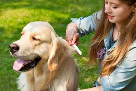 养金毛前，先要接受它这5个缺点，养了就别后悔图片