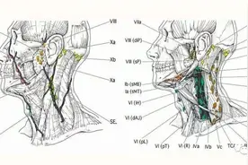 全身淋巴结分区及范围（头颈、胸部、腹部、盆腔）图片