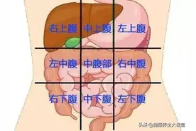 一张腹部地图，告诉你腹部疼痛对应哪个器官，终身有益图片