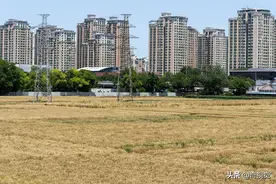 北京三环内最贵麦田成熟“黄金”麦浪滚滚成城市独特风景图片