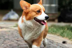 盘点柯基犬的缺点！养之前得先知道图片