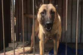 饲养马犬时，6大禁忌不能犯图片