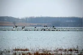 候鸟回归，阜新迎来观鸟季图片