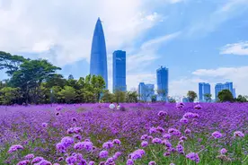 梦幻！深圳湾这片浪漫“紫色花海”又开了图片