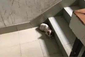 布偶猫有猫癣被遗弃，躲在楼梯间“等死”，女子捡回家，好美的猫图片