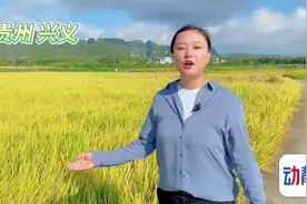 贵州这里一亩水稻的产量，能炒7000多碗蛋炒饭......图片