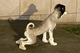 花了380给狗剃毛，结果把狗剃成了驴，狗没自卑主人先自卑了图片