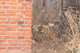 安徽河南老虎伤人，放归东北虎进入吉林，专家：野生虎豹没主动攻击人的欲望，动物园养大的不知道躲避人图片