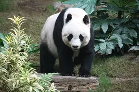“战力过硬”的大熊猫，不惧豹子，为何却败给了野猪和羚牛？图片