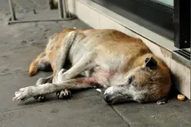 狗临终前，为什么要找个没人的地方躲起来？真相没那么简单图片