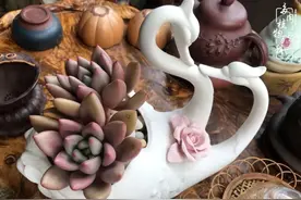 与多肉相伴，静守流年图片