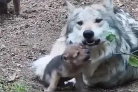 极度恐慌：大漠狼事图片