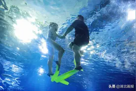 武汉海昌极地“鲸”喜海底拥吻赛，让鲨鱼见证爱图片