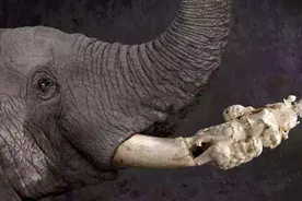 非洲象正朝着“无象牙”的方向演化，难道是迫于人类的压力？图片