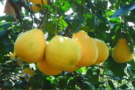 玉林 | “柚”是一年丰收季，4条特色线路带你看遍容县的柚乡名产、名山秀水和名人故居……图片