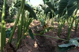 农村种芋头，200日“杀口”，及时割苗收成防止“生水”图片