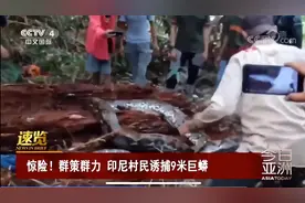 惊险！印尼村民诱捕9米长巨蟒，世界上最大的蛇是什么？有多长？图片