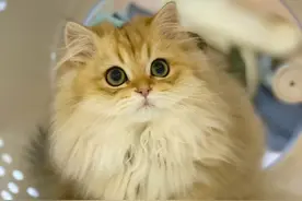 带你养猫系列——金渐层繁育色号应该如何搭配，金渐层配色知识图片