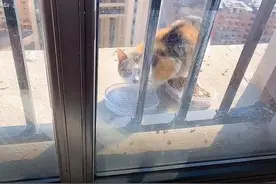 20层高楼房檐上，住着一只流浪猫，它怎么上去的？难道会飞？图片