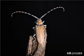 2021年天牛值钱吗？有人收吗？市场价大概多少钱一只？图片