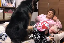 德牧被金毛打败后，回家后不吃不喝，女主人都心疼坏了图片