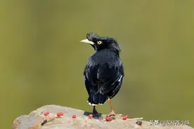 我只想告诉你我很好养，但是养不养看你咯！图片