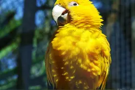 小太阳鹦鹉的饲养方法与幼鸟手养技巧，涵品种介绍，繁殖温度图片