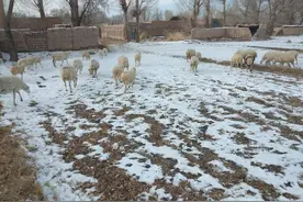 农村俗语“山羊怕交九，绵羊怕打春”，原来背后隐藏的深意是这样图片