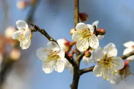 在入冬的深圳寻一处赏梅花地！花开正当时，攻略收好图片