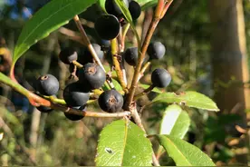 石斑木原来长这样，有三大用途你可知道？70,80年代孩子常吃野果图片