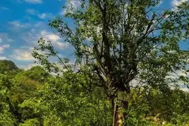 「黄梅·古树名木」 投我以木瓜，报之以琼琚图片