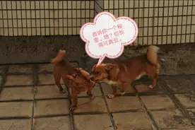 洗完澡，俩狗子好像彼此不认识了，开始掐架！图片