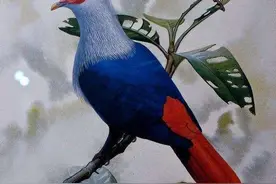 世界近代中，已灭绝的21种极美的物种，如今只留下摄影图片